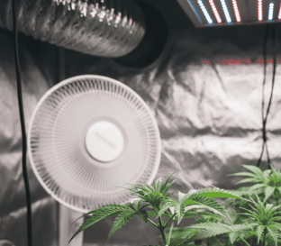 6b. Fan in grow room by Pure n Natural.png (1)