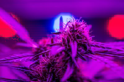 grow-room-lighting-basics