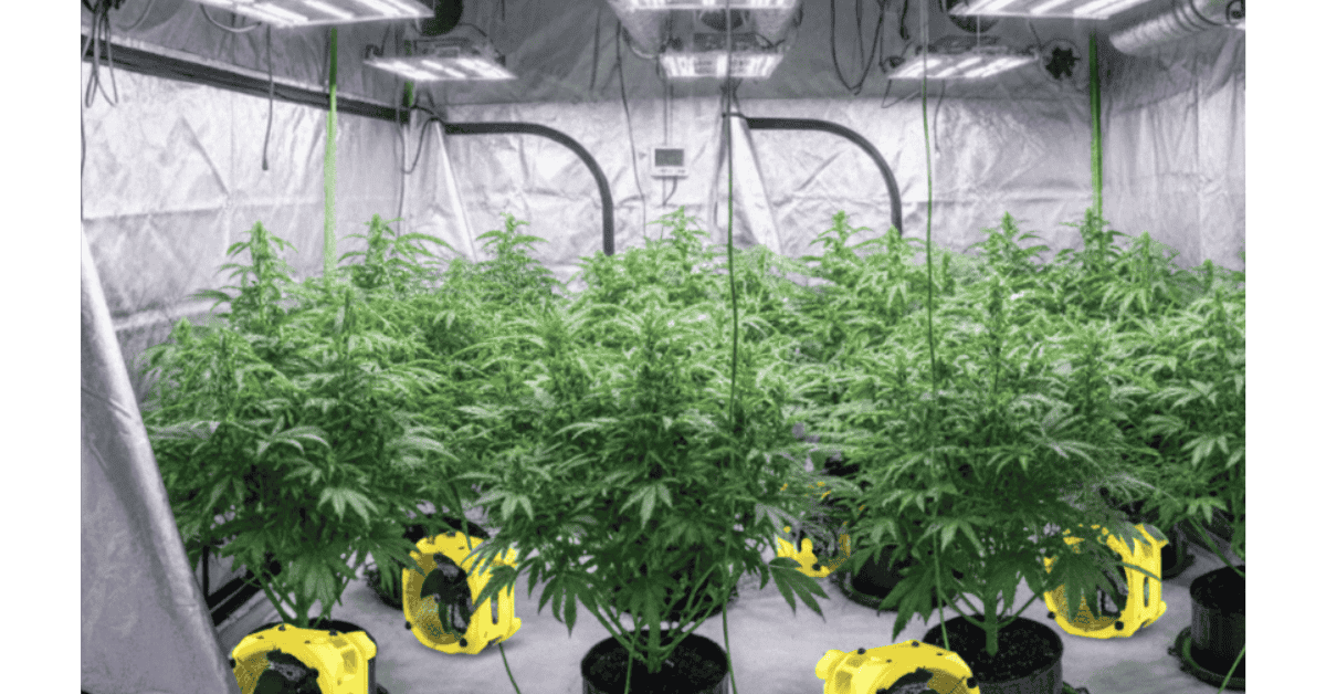 Why Grow Room Climate Control Matters