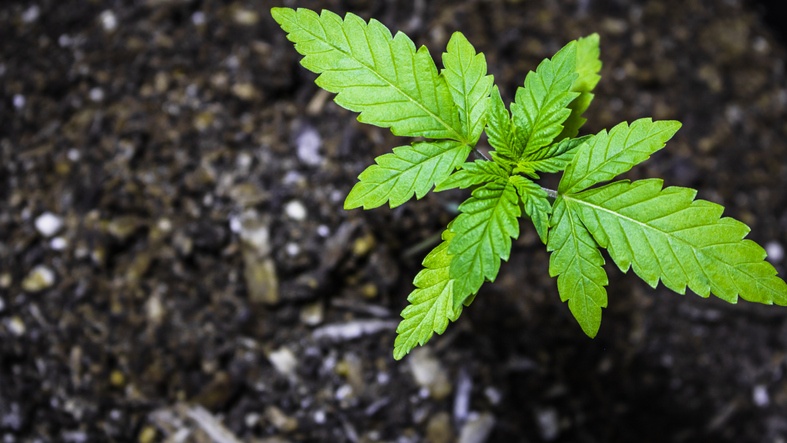 The Cannabis Industry Grows Up: Pros & Cons of Vertical Farming