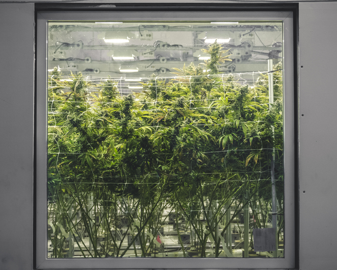 Why Grow Room Ventilation Isn’t Enough